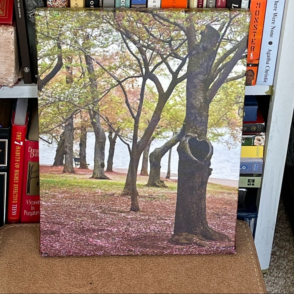 Beautiful Custom 11x14 canvas photo- Cherry Blossoms 🌸 in DC